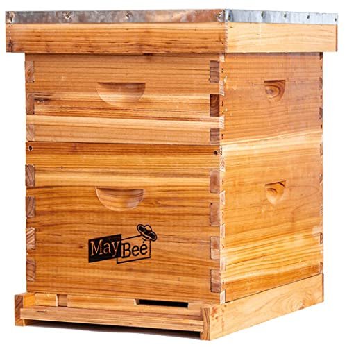 Best Bee Hive for Beginners